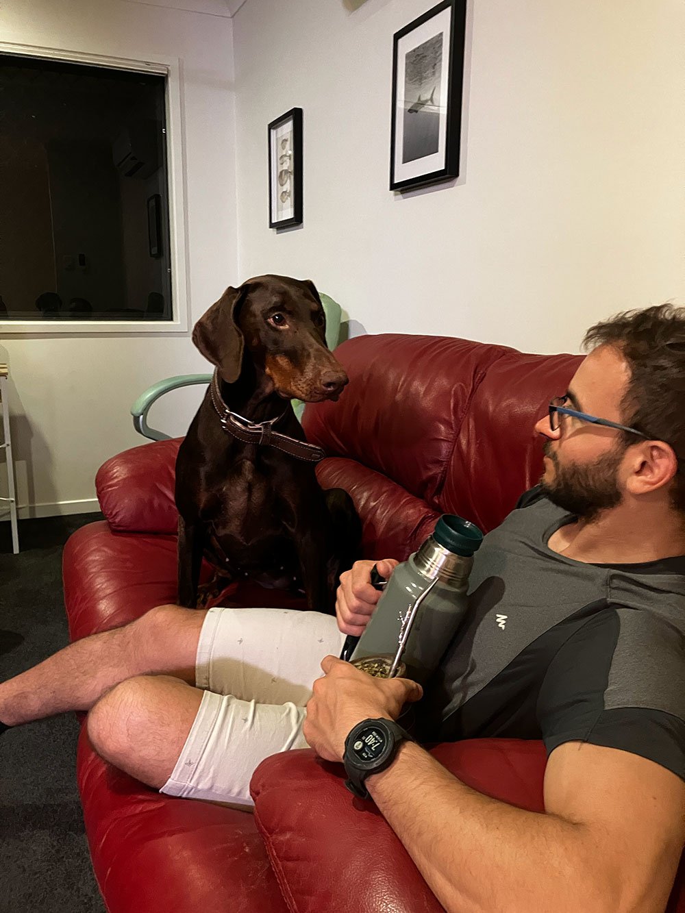 dog-couch-pet-sitting-north-lakes